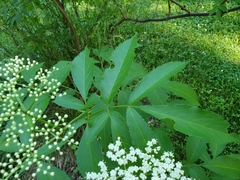 Sambucus canadensis
