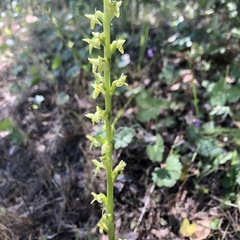 Platanthera unalascensis