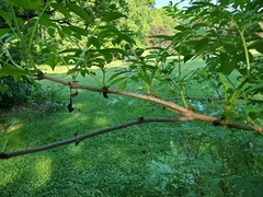 Sambucus canadensis