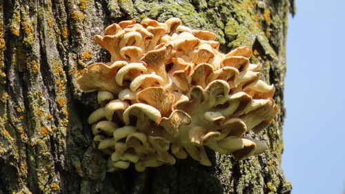 Golden Oyster Mushroom (Pleurotus citrinopileatus)