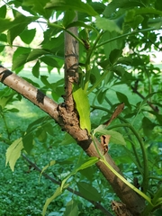 Sambucus canadensis