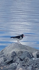Haematopus ostralegus