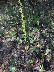 Platanthera unalascensis