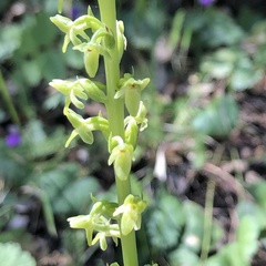 Platanthera unalascensis