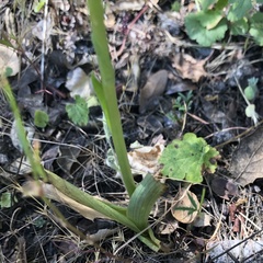Platanthera unalascensis