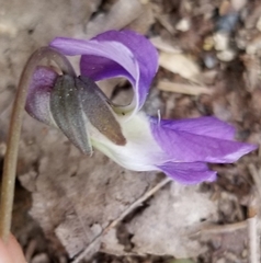 Viola hirsutula