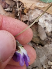 Viola hirsutula