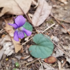 Viola hirsutula