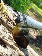 Cipangopaludina chinensis