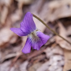 Viola hirsutula