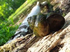 Cipangopaludina chinensis
