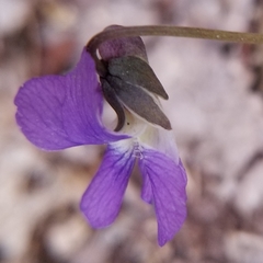 Viola hirsutula