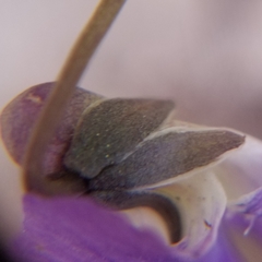 Viola hirsutula