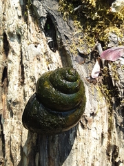 Cipangopaludina chinensis