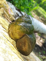 Cipangopaludina chinensis