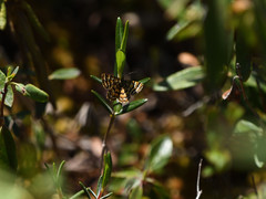 Epelis truncataria