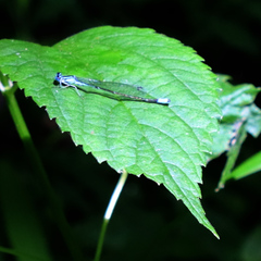 Enallagma divagans