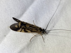 Macrostemum carolina