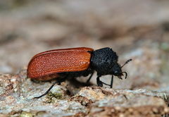 Bostrichus capucinus