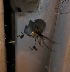 Latrodectus geometricus
