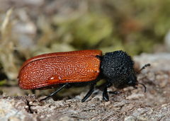 Bostrichus capucinus