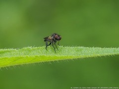 Holopogon phaeonotus