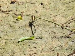 Dromogomphus spinosus