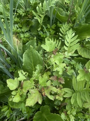 Viburnum opulus opulus