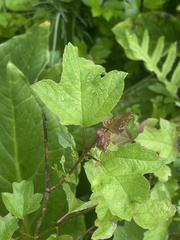 Viburnum opulus opulus
