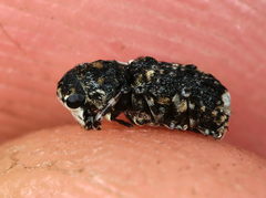 Dissoleucas niveirostris