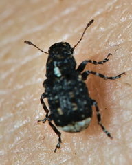 Dissoleucas niveirostris