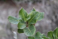 Lithraea caustica