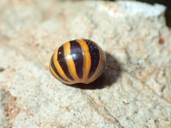 Glomeris annulata