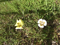 Calochortus superbus