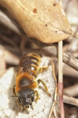 Osmia aurulenta