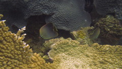 Chaetodon baronessa