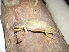Neoscapteriscus vicinus