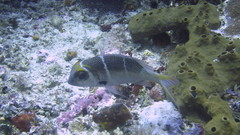 Monotaxis heterodon
