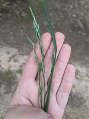 Lolium giganteum