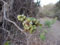 Lithraea caustica