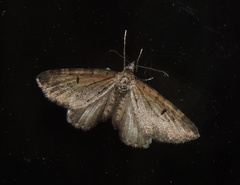 Eupithecia assimilata