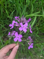 Hesperis pycnotricha