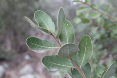 Lithraea caustica