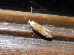 Blastobasis lacticolella