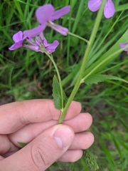 Hesperis pycnotricha