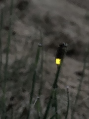 Photinus signaticollis