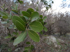 Lithraea caustica