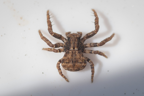 Leaflitter Crab Spiders