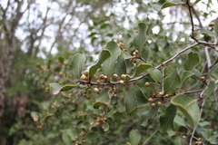 Lithraea caustica