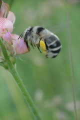 Anthophora aestivalis